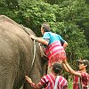elephant_chiangmai (231)